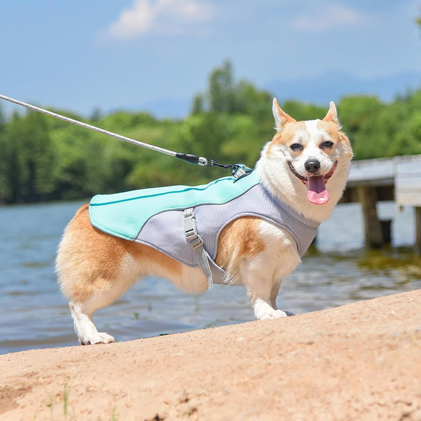 CoolVest - Sorge dafür, dass dein Hund an heißen Tagen nicht überhitzt