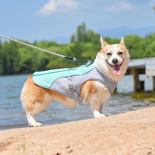 CoolVest - Sorge dafür, dass dein Hund an heißen Tagen nicht überhitzt