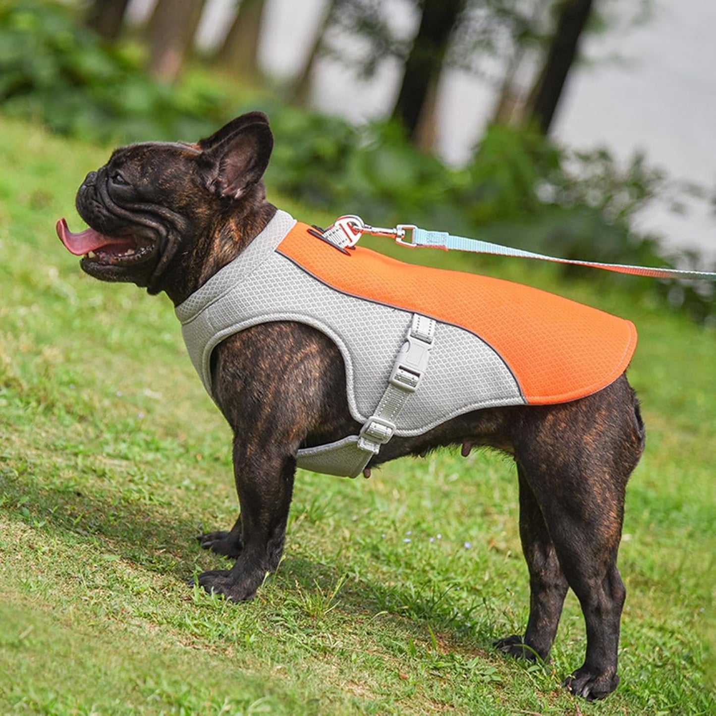CoolVest - Sorge dafür, dass dein Hund an heißen Tagen nicht überhitzt