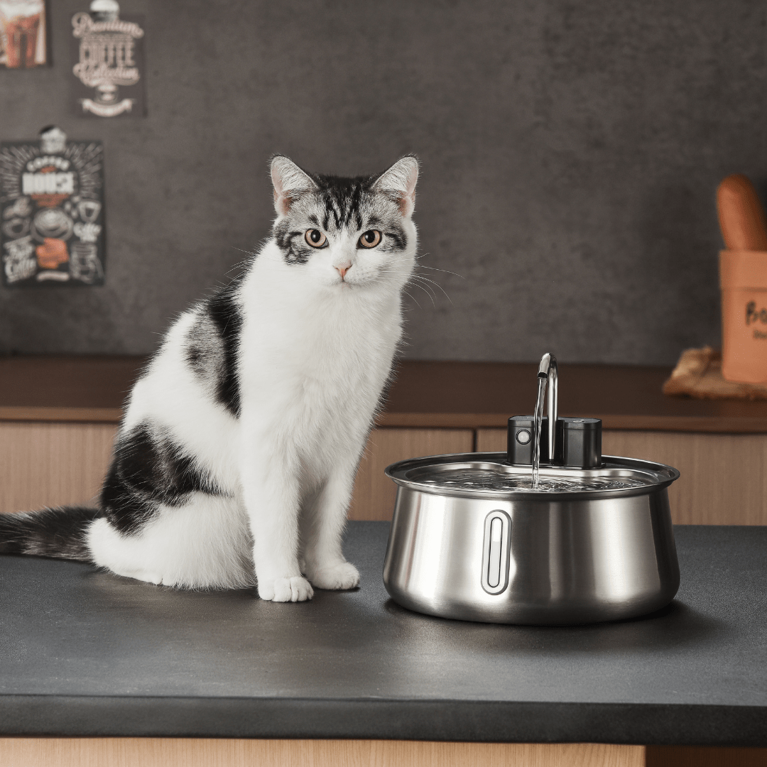 Vervangingsfilters voor PureDrink™ fontein - Altijd schoon gefilterd water voor jouw huisdierMaison Pets12x Filters voor 6 maanden