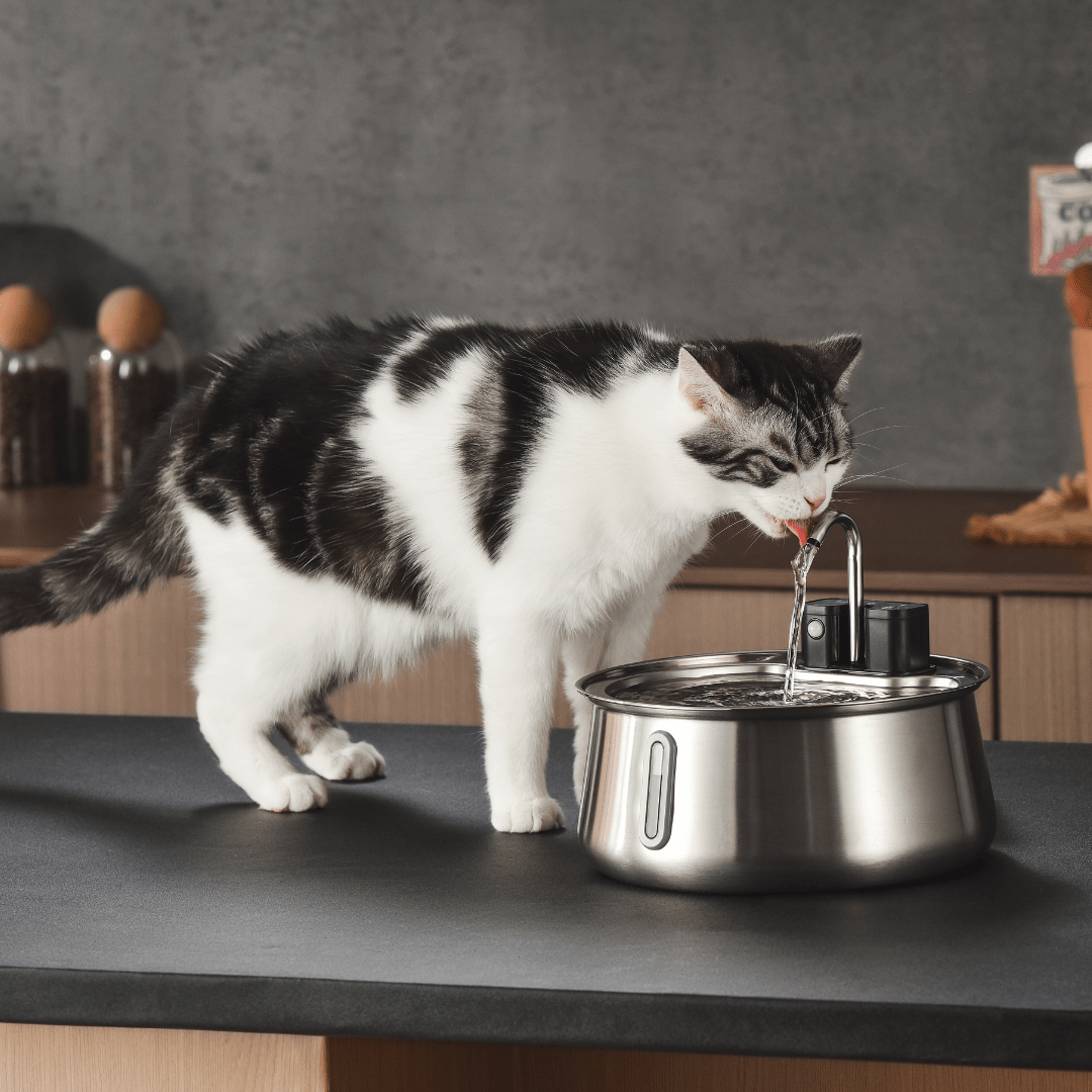 Vervangingsfilters voor PureDrink™ fontein - Altijd schoon gefilterd water voor jouw huisdierMaison Pets12x Filters voor 6 maanden